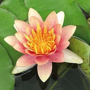 Moerings Nymphaea Aurora Waterlelie in 11 cm pot