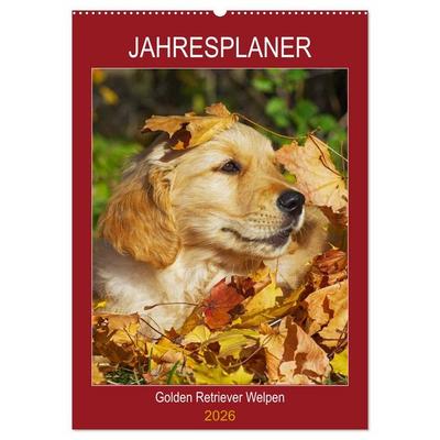 Jahresplaner Golden Retriever Welpen (Wandkalender 2026 DIN A2 hoch), CALVENDO Monatskalender