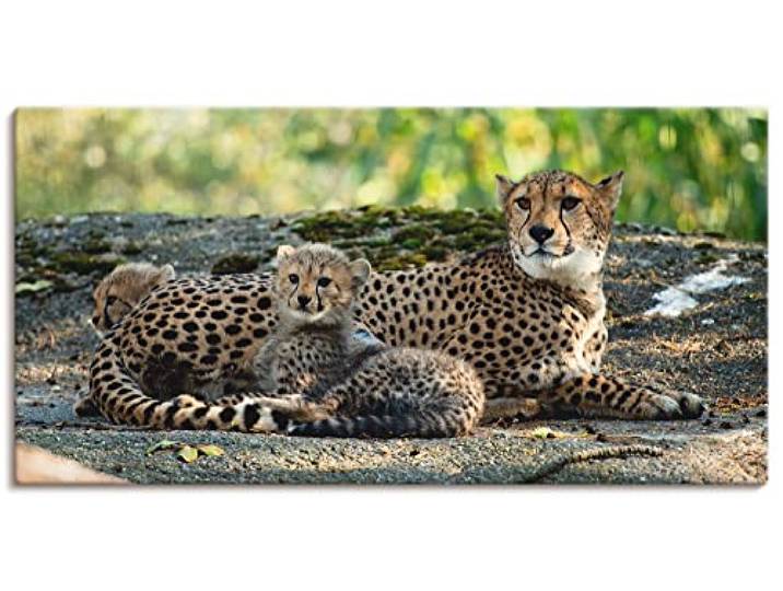 ARTLAND Wanddeko Leinwand Bilder Wandbild 60 x 30 cm Afrika Natur Portrait Tiere Wildnis Katze Gepard Baby S9HY
