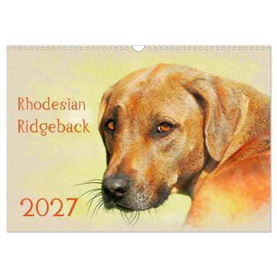 Rhodesian Ridgeback 2027 (Wandkalender 2027 DIN A3 quer), CALVENDO Monatskalender
