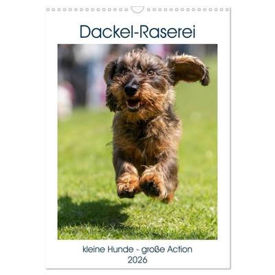 Dackel-Raserei (Wandkalender 2026 DIN A3 hoch), CALVENDO Monatskalender
