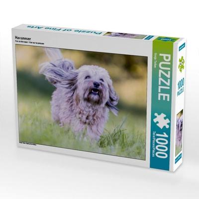 CALVENDO Puzzle Havaneser | 1000 Teile Lege-Größe 64x48cm Foto-Puzzle für glückliche Stunden