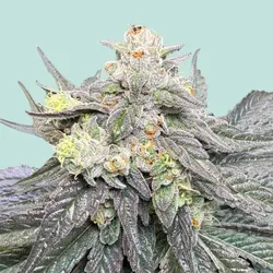 Mainhattan Seeds BHNHFSVRTL 3 Samen - 3
