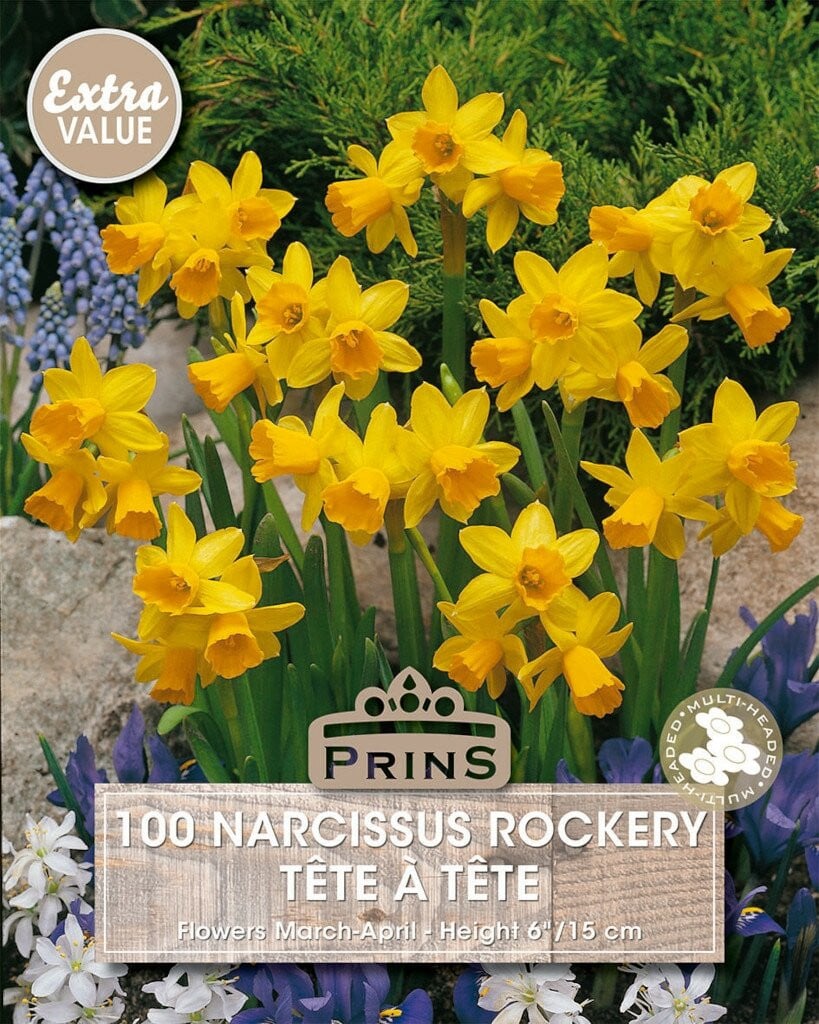Prins narcis Tete a Tete bloembollen, 100 stuks, geel