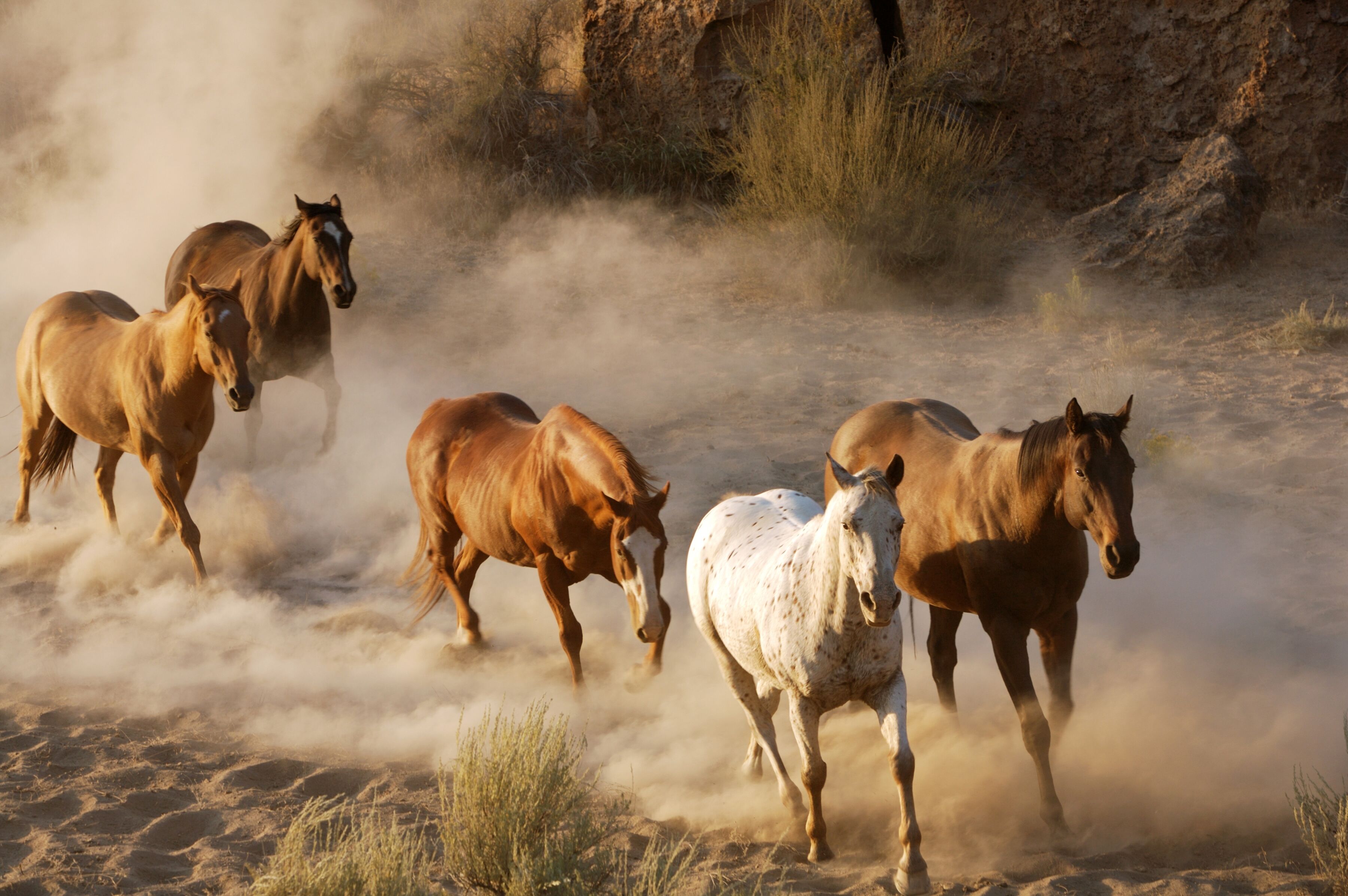 Papermoon "Wild Horses" glatt bunt B/L: 1,5m x 1,11m, Bahnen: 7 Stk.