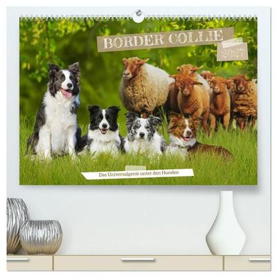 Border Collie - Das Universalgenie unter den Hunden (hochwertiger Premium Wandkalender 2027 DIN A2 quer), Kunstdruck in Hochglanz