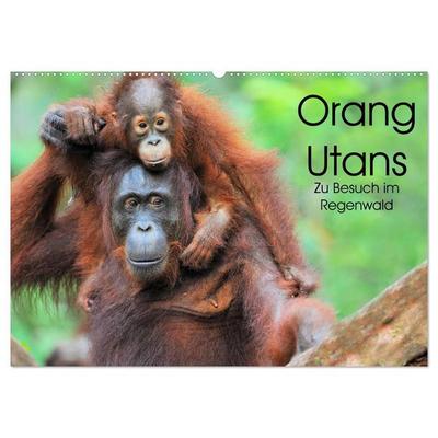Orang Utans: Zu Besuch im Regenwald (Wandkalender 2027 DIN A2 quer), CALVENDO Monatskalender