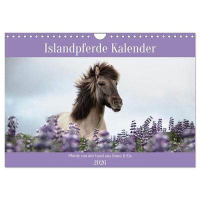 Islandpferde Kalender (Wandkalender 2026 DIN A4 quer), CALVENDO Monatskalender