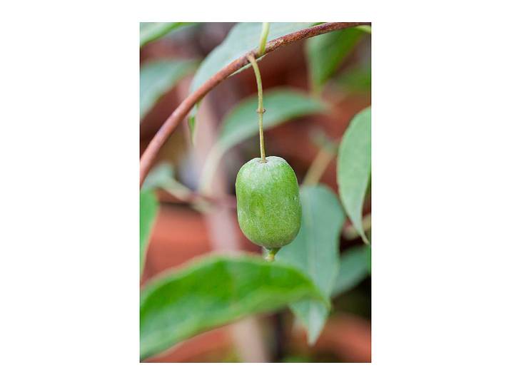 Beerenkiwi Super Issai selbstfruchtbar Ø 20 cm