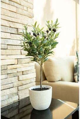 Flora Bunda "28"" Olive Tree in 7.25"" Cement Pot,Gray - ONE-SIZE"