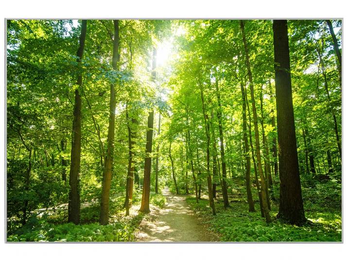 Bild mit Rahmen Waldweg image LAND