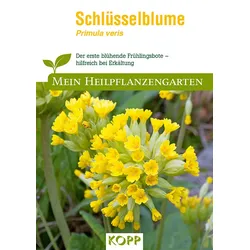 Schlüsselblume - Mein Heilpflanzengarten