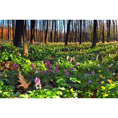 Fototapete PAPERMOON "Blumenwiese im Wald", bunt, B:4m L:2,6m, Vlies, Tapeten
