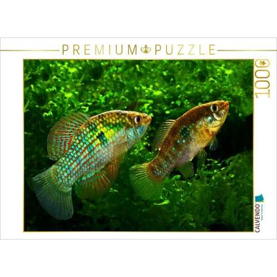 CALVENDO Puzzle Jordanella floridae, FLORIDA U.S.A | 1000 Teile Lege-Größe 64x48cm Foto-Puzzle für glückliche Stunden