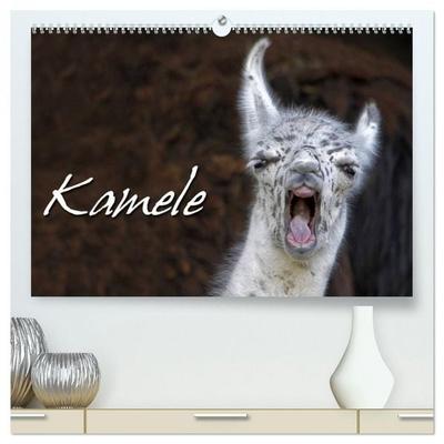 Kamele (hochwertiger Premium Wandkalender 2026 DIN A2 quer), Kunstdruck in Hochglanz