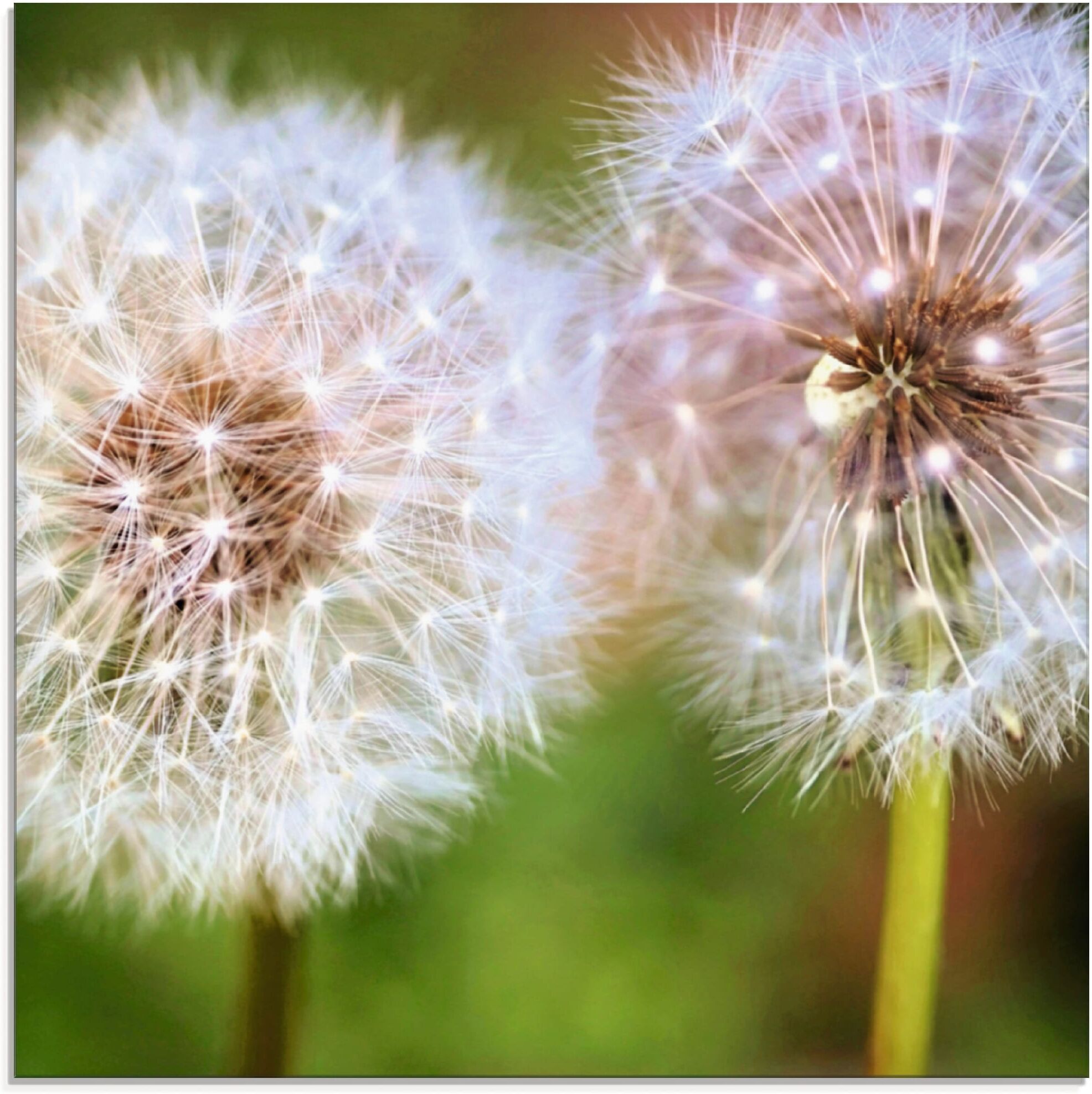 Glasbild ARTLAND "Pusteblume Zweisamkeit", grün (farbe bild(er): grün), B:40cm H:40cm, Bilder, Glasbild, in verschiedenen Grössen farbe bild(er): grün B/H/T: 40cm x 40cm, Glasbild Blumen quadratisch, 1 Stk.