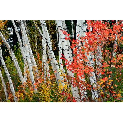 Fototapete PAPERMOON "Herbst Birkenwald", bunt, B:3m L:2,23m, Vlies, Tapeten