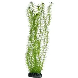 HOBBY Plant Lagarosiphon Aquarieneinrichtung 34 Centimeter