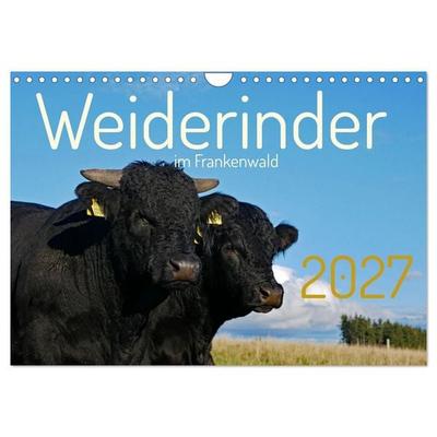 Weiderinder im Frankenwald (Wandkalender 2027 DIN A4 quer), CALVENDO Monatskalender