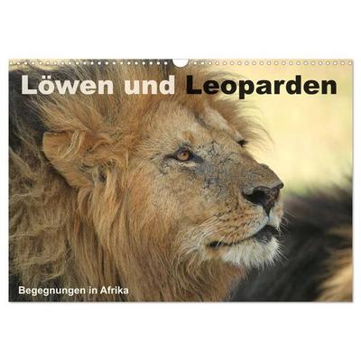 Löwen und Leoparden - Begegnungen in Afrika (Wandkalender 2027 DIN A3 quer), CALVENDO Monatskalender