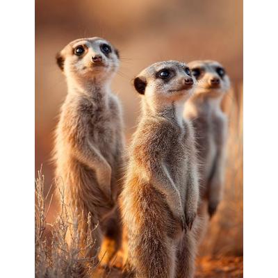 CALVENDO Puzzle Erdmännchen Familie steht aufmerksam in der Savanne | 1000 Teile Lege-Größe 64x48cm Foto-Puzzle für glückliche Stunden