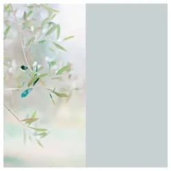 DM-WIN Duschmeister Duschrückwand Motiv Set Olive - Duschkabine