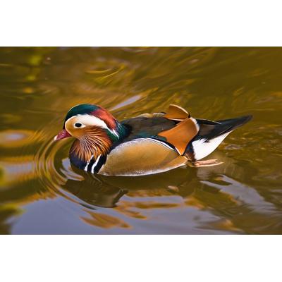 Papermoon "Ente"