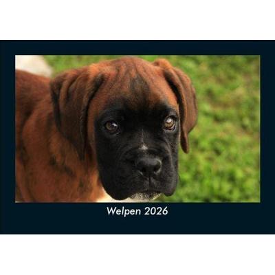 Welpen 2026 Fotokalender DIN A5