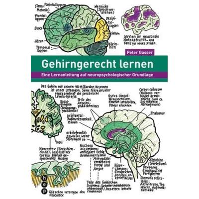 Gehirngerecht lernen, Taschenbuch von Peter Gasser, Hep verlag, 978-3-03905-584-5
