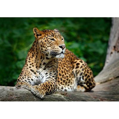 Papermoon "Leopard"