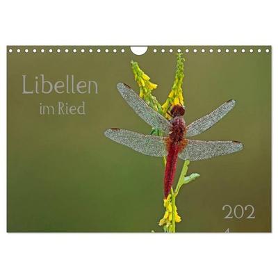 Libellen im Ried (Wandkalender 2026 DIN A4 quer), CALVENDO Monatskalender