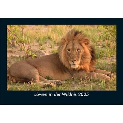 Löwen in der Wildnis 2025 Fotokalender DIN A5