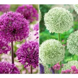 KEYZERS® Allium Purple Sensation & White Gigant 2 Sorten, 10 Zwiebeln