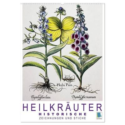 Heilkräuter: Historische Zeichnungen und Stiche (Wandkalender 2027 DIN A2 hoch), CALVENDO Monatskalender