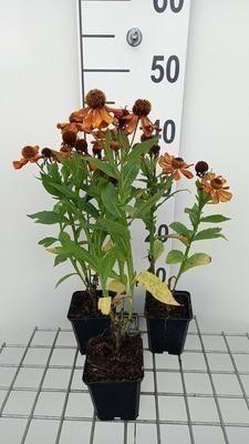 6 x Helenium hybr. Baudirektor Linne Zonnebloem in pot van 9 x 9 cm van GRDplanten