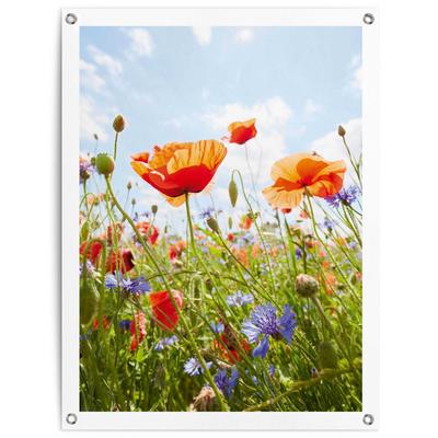 Poster REINDERS "Blumenfeld", bunt (farbe bild(er): bunt), B:60cm H:80cm T:0,1cm, Leinwand, Bilder, Poster, Outdoor für Garten oder Balkon