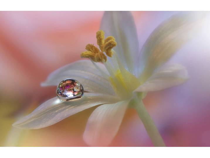 Papermoon Zen Wassertropfen mit Blume Makro