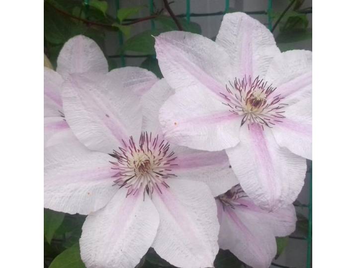 Clematis John Paul II - Jan Pawell II - Paus Johannes Paulus II Roze - Meerjarig - Winterharde Tuinplanten - Klimplant 1.5 liter pot