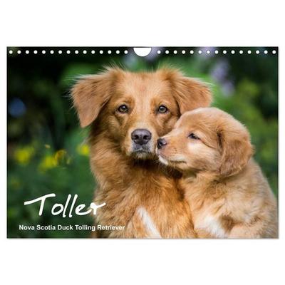 Toller - Nova Scotia Duck Tolling Retriever (Wandkalender 2026 DIN A4 quer), CALVENDO Monatskalender