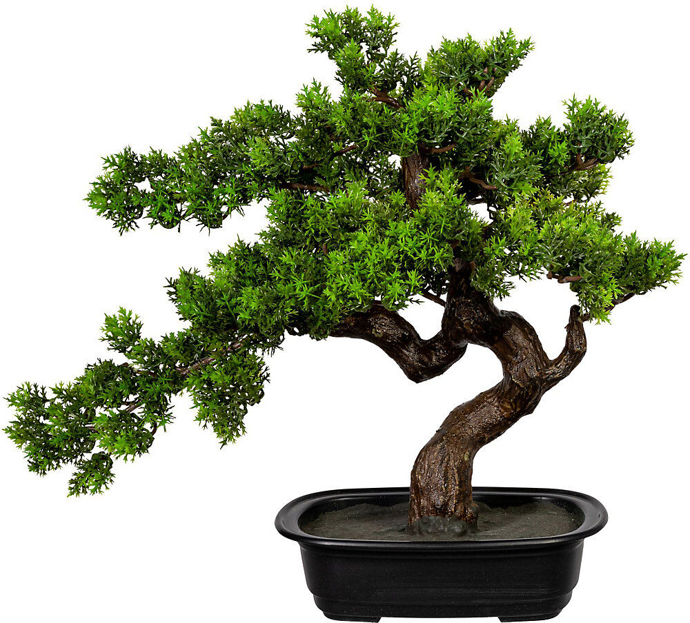 kaiserkraft Bonsai Myrte, HxB ca. 400 x 400 mm, in Kunststoffschale