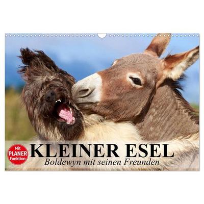 Kleiner Esel. Boldewyn mit seinen Freunden (Wandkalender 2027 DIN A3 quer), CALVENDO Monatskalender