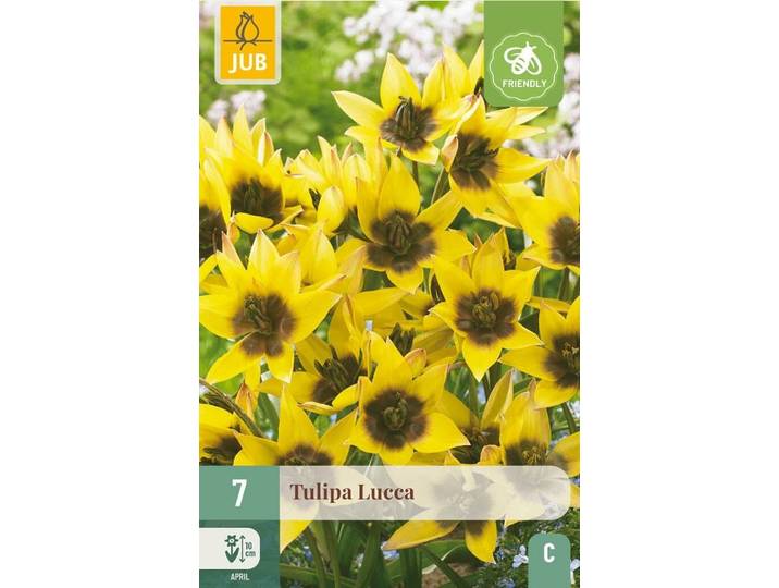 Tulp Lucca 7 bollen