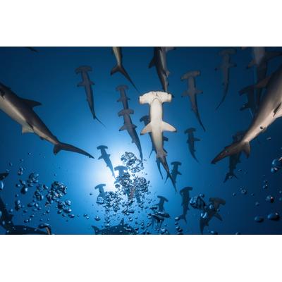 Fototapete PAPERMOON "Photo-Art BARATHIEU GABRIEL, HAMMERHAI", bunt, B:5m L:2,8m, Vlies, Tapeten
