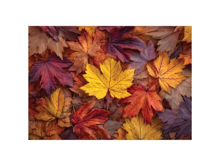 FOTOTAPETE Blätter Natur Bunt 300x210 cm