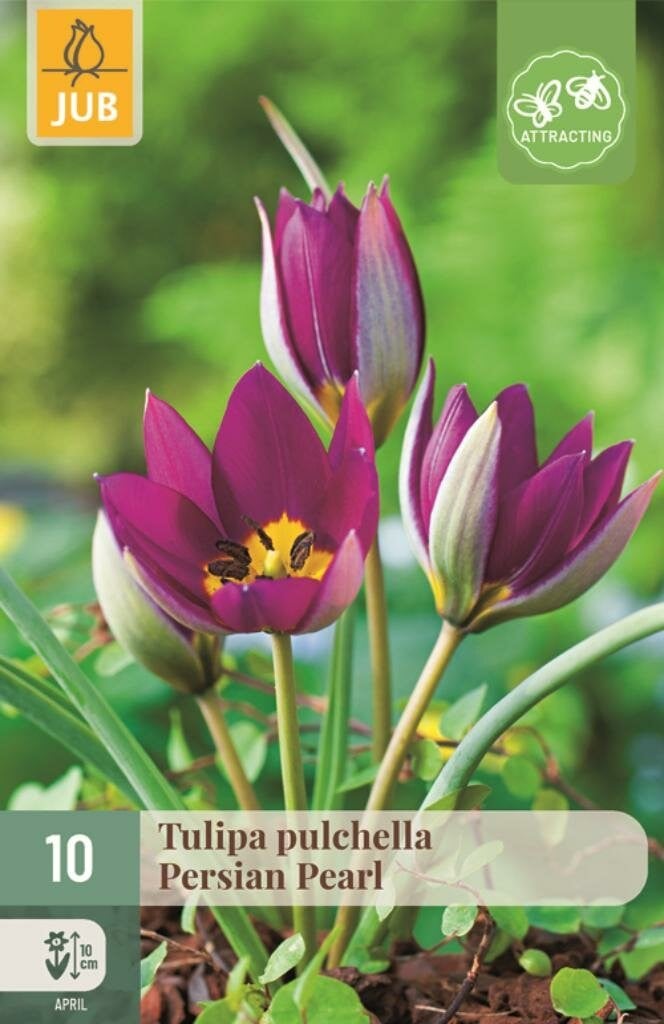 Tulp Pulchella Persian Pearl 10 bollen