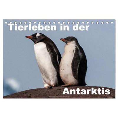 Tierleben in der Antarktis (Tischkalender 2026 DIN A5 quer), CALVENDO Monatskalender