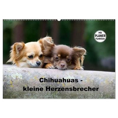 Chihuahuas - kleine Herzensbrecher (Wandkalender 2027 DIN A2 quer), CALVENDO Monatskalender