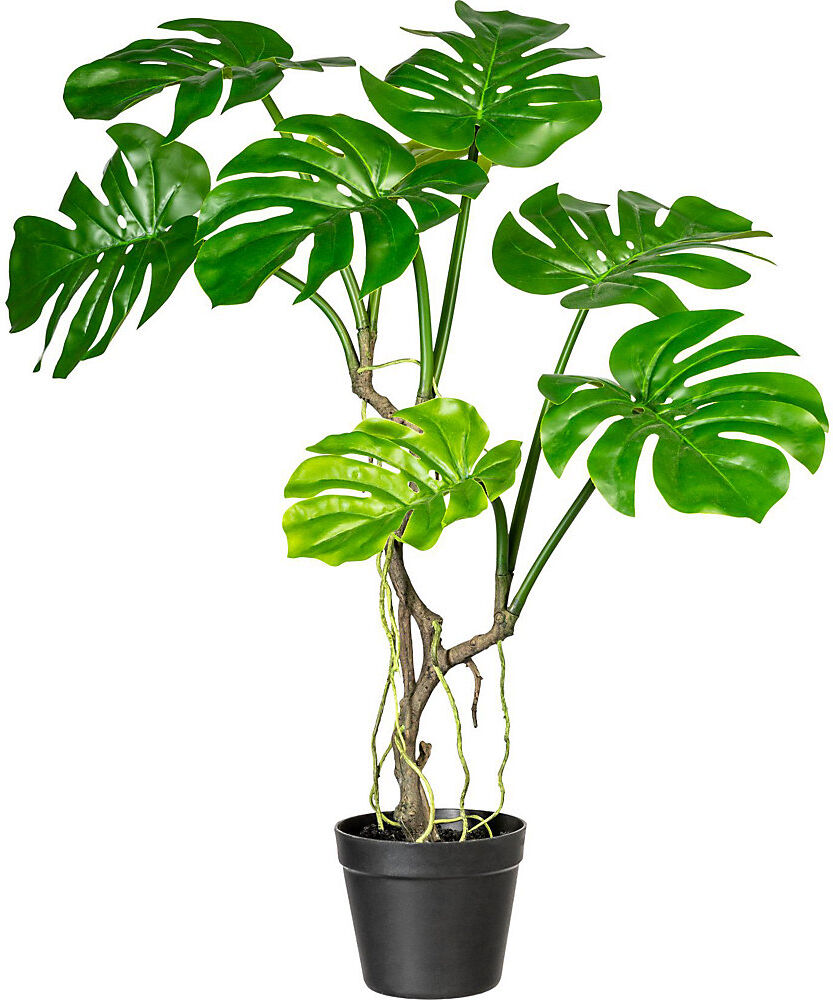 kaiserkraft Splitphilodendron, Höhe ca. 750 mm, im Kunststofftopf mit Erde