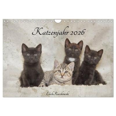 Katzenjahr 2026 (Wandkalender 2026 DIN A4 quer), CALVENDO Monatskalender