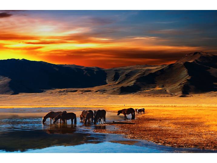 Fototapete PAPERMOON Mongolian Horses , bunt, B:4m L:2,6m, Vlies, Tapeten, Fototapete
